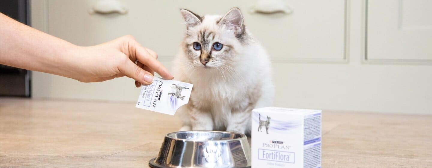 Probiotics for cats hot sale benefits